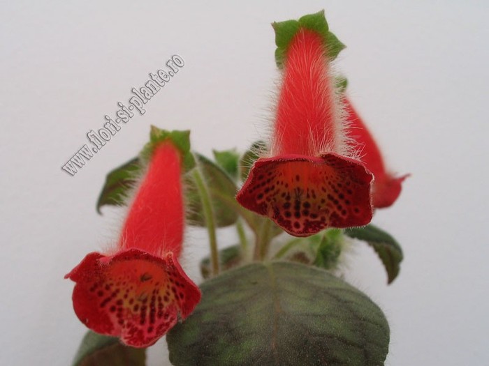 NEW - Kohleria Fenix - KOHLERIA I
