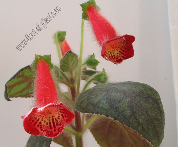 NEW - Kohleria Fenix - KOHLERIA I