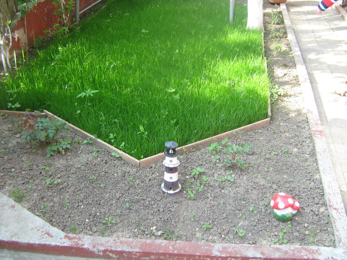 abc (56) - 32-FLORI DE GRADINA 2011