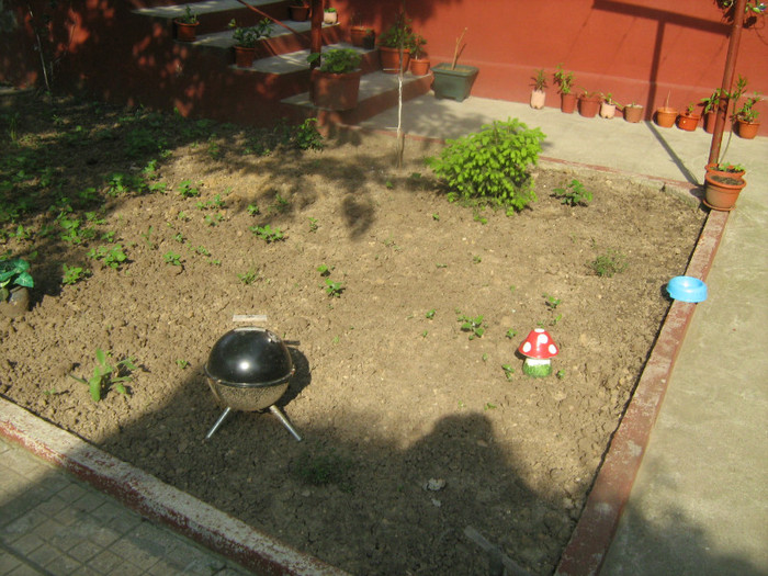 abc (57) - 32-FLORI DE GRADINA 2011