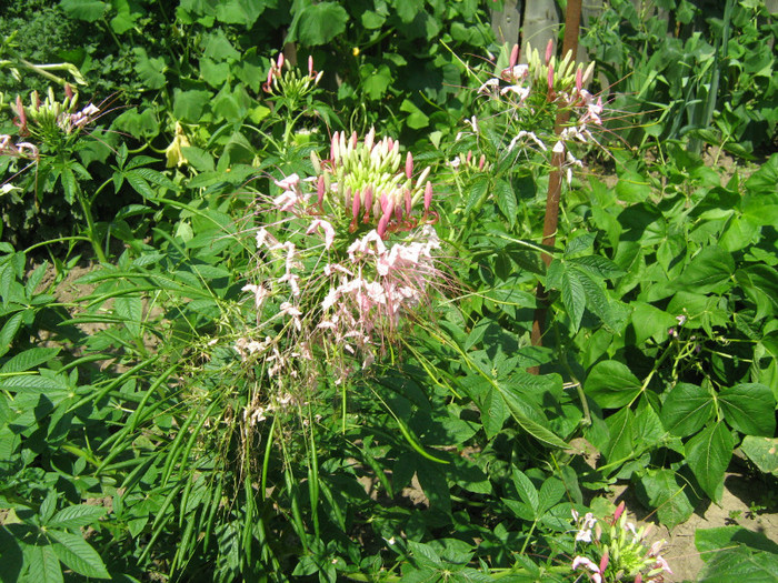 aaa 006 - 32-FLORI DE GRADINA 2011