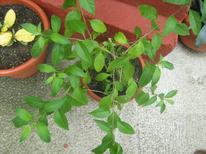 222 027 - 16-FLORI 2011