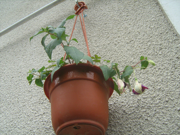 222 028 - 16-FLORI 2011