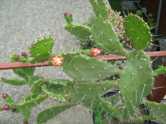 cactus - 25-25-CACTUSI LA SCHIMB CU ALTE FLORI