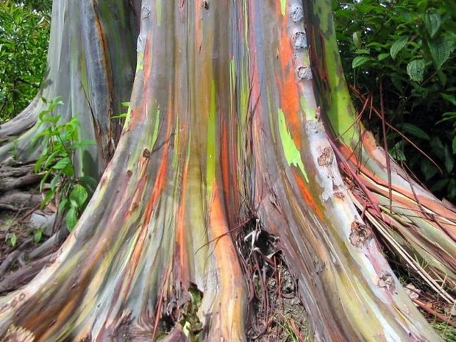 EUCALYPTUS ARC-EN-CIEL