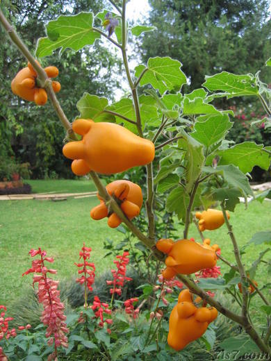 solanum mammosum