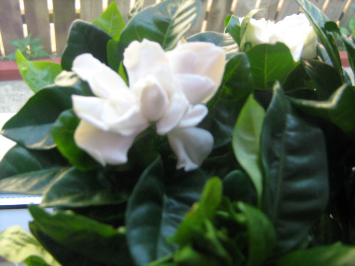 blahg 068 - 39-FLORILE MELE IN ANII TRECUTI