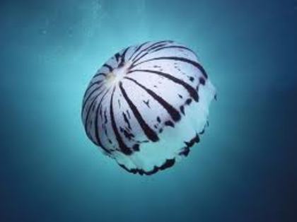 meduza; o specie foarte interesanta provenita din Marea Neagra
