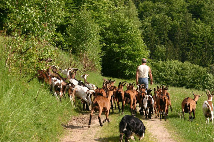 Spazieren - Gemsfarbige ziege -Mittmansgruber alpina franceza