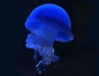 meduza - Meduzele