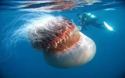 O meduza superba - Meduzele