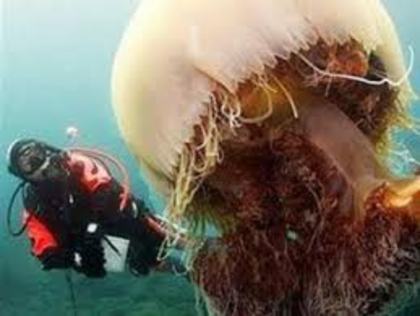 meduza; Meduzele sunt  uimitoare fiecare in parte dar au carcteristici diferite unele  sunt otravitoare alte
