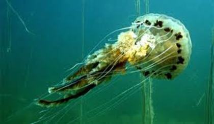 meduza - Meduzele