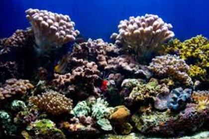 corali - Coralii