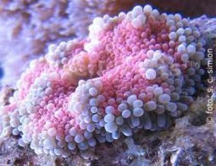 corali
