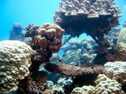 corali - Coralii
