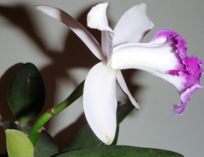 intermedia orlata rio 6 martie 2012 - Cattleya