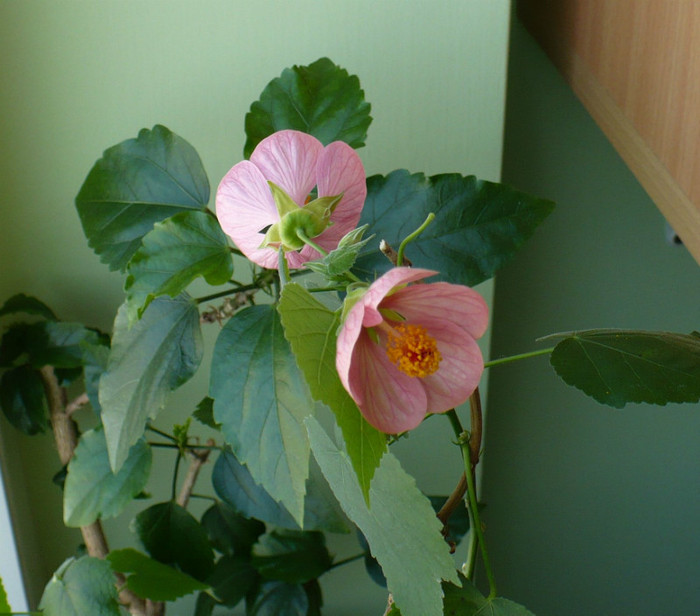 P1370185 - Abutiloni 2012