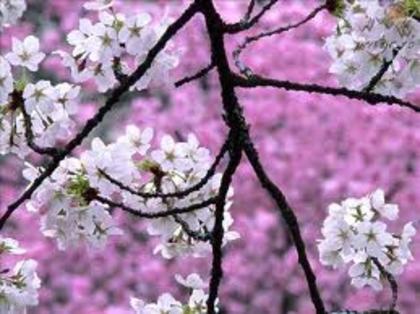 images (21) - primavara cat de frumoasa este