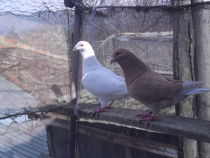 sdc12112; perechea asta este de dat inclusiv si galbenul )
