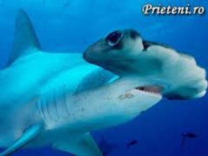 rechinul Ciocan - Rechinii
