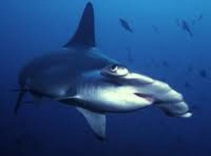 rechinul Ciocan