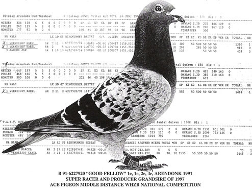 17414569_PXDZUVBYK - PORUMBEI CELEBRI