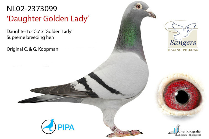 17414615_LROIMICDF - PORUMBEI CELEBRI