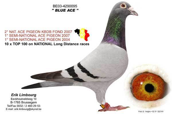 17414631_VIYZFJGKQ - PORUMBEI CELEBRI