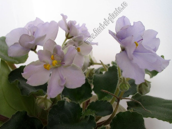 Saintpaulia Silver smoke - VIOLETE AFRICANE  - Saintpaulia