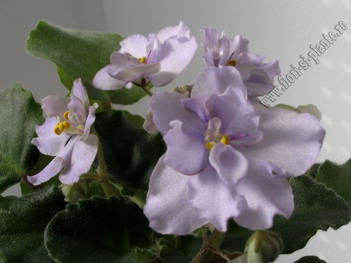 Saintpaulia Silver smoke - VIOLETE AFRICANE  - Saintpaulia