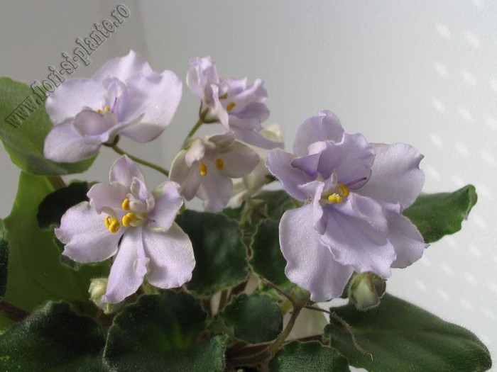 Saintpaulia Silver smoke