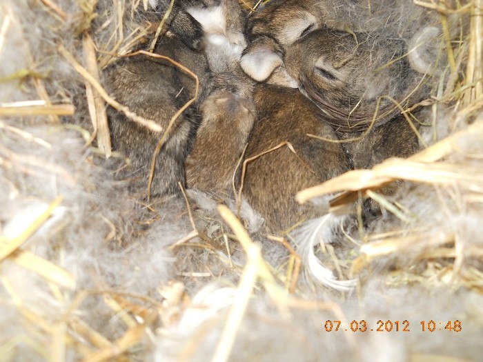 DSCN0870 - iepurii mei 2012