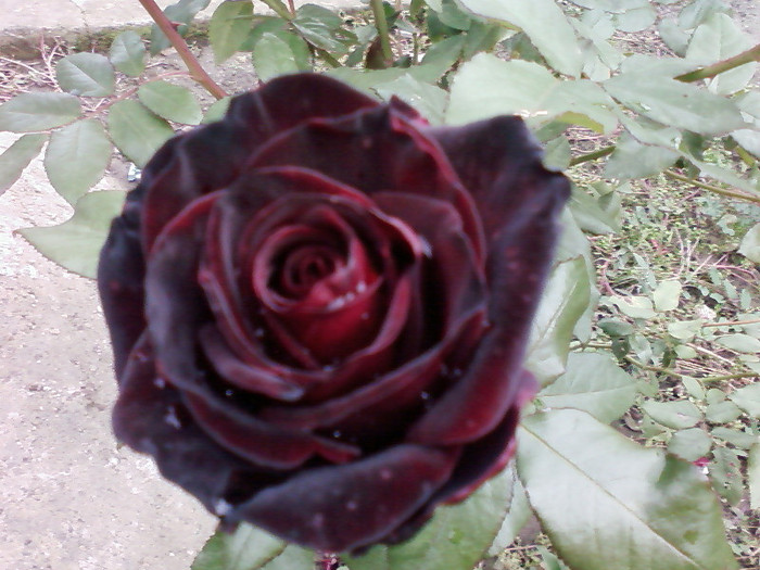 SP_A0031 - 2011 trandafiri