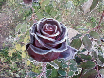 SP_A0063 - 2011 trandafiri