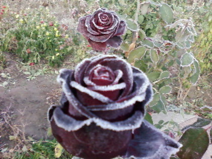 SP_A0065 - 2011 trandafiri