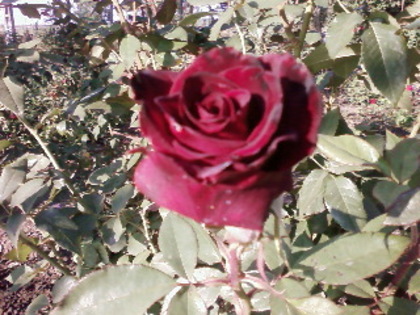 SP_A0055 - 2011 trandafiri