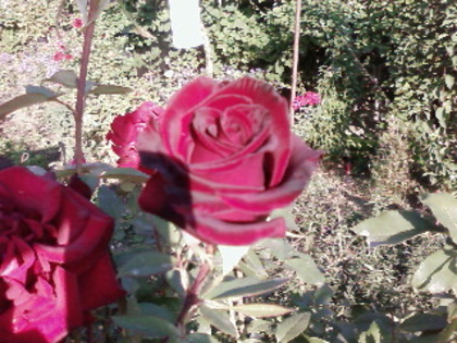 SP_A0056 - 2011 trandafiri