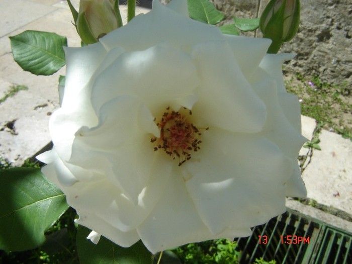 trandafir alb - peisaje cu flori