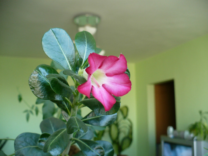 P1370331 - Adenium 2012 - 2013