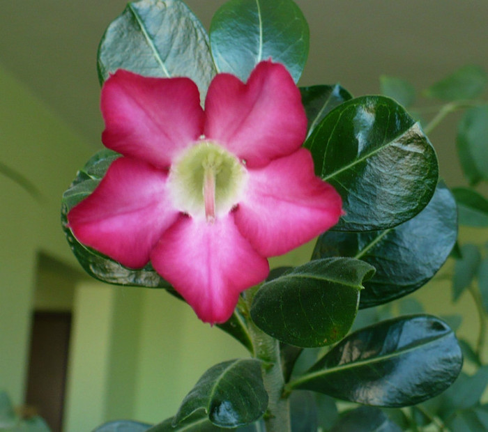 P1370333 - Adenium 2012 - 2013