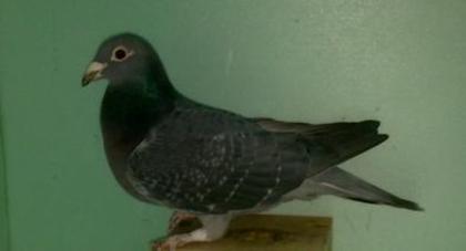 41 stichelebaut+roosens