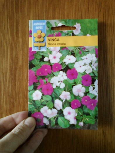 vinca rosea - achizitii noi