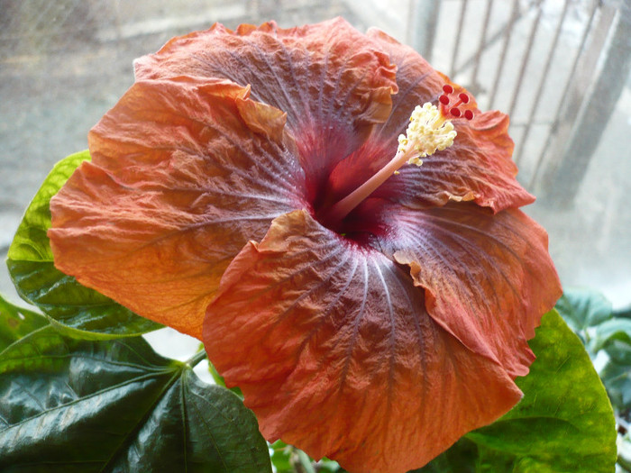 Tirey - HIBISCUSI 2012-1