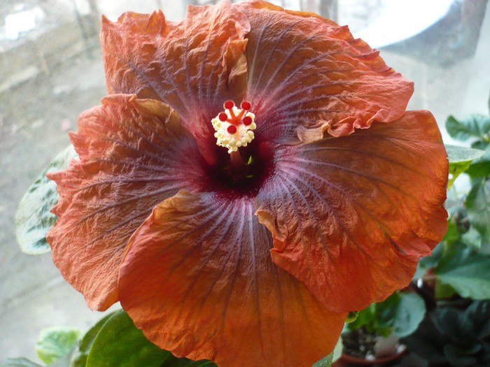 P1110900 - HIBISCUSI 2012-1