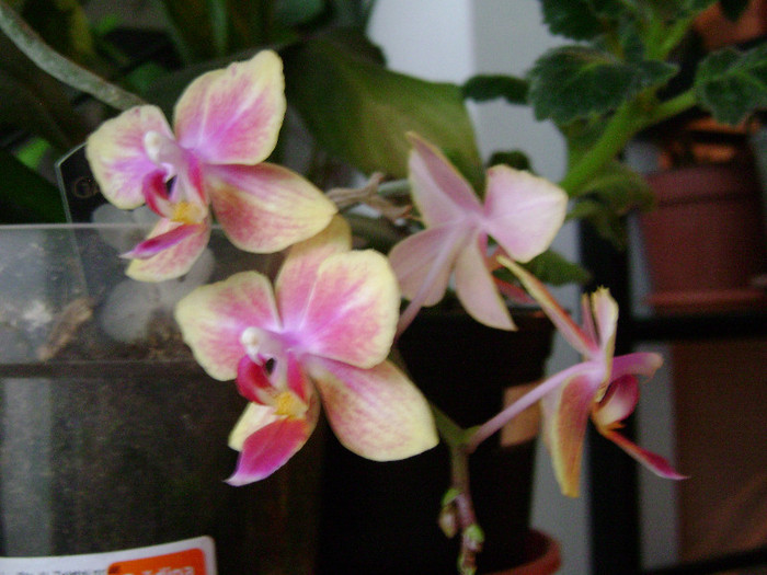 DSC08351 - orhidee 2012