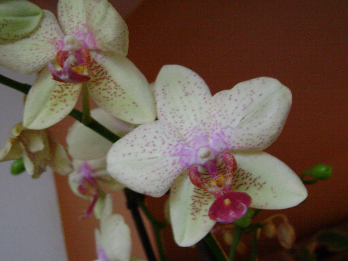 DSC08357 - orhidee 2012
