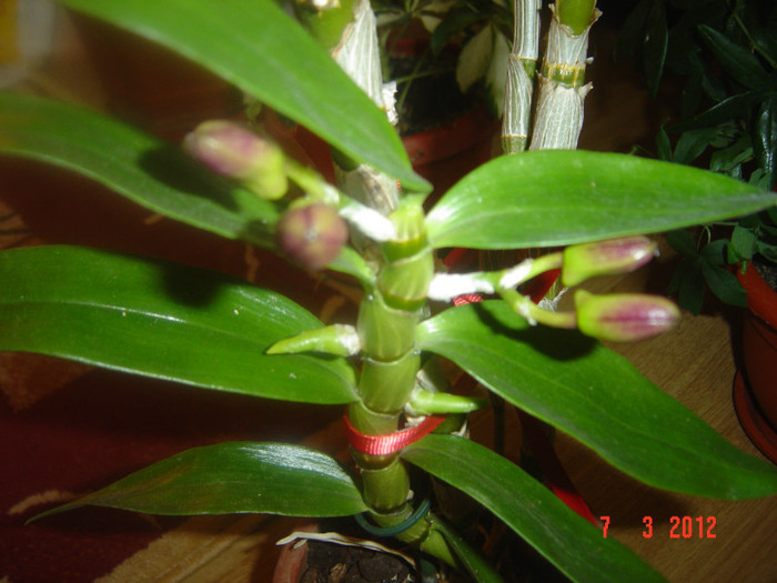 dendrobium nobile