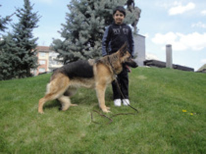 Cichita della Cina - 4 Paza proprietatii Nr 1