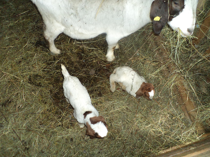 DSC00549 - CAPRE BOER